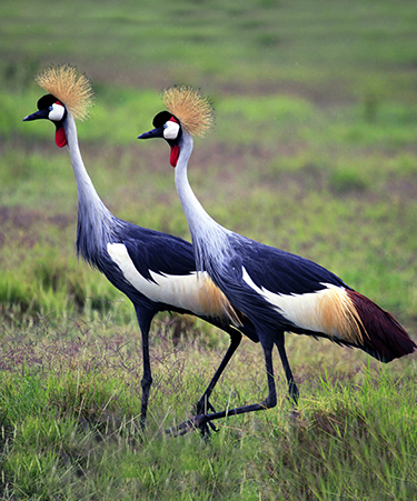 Amboseli-National-Park