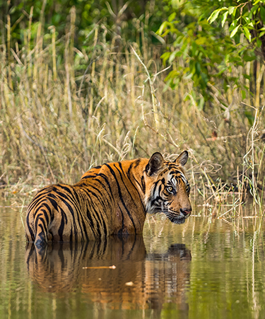 Bandhavgarh-01
