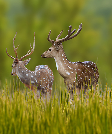 Bandhavgarh