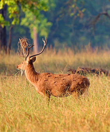 Bharatpur