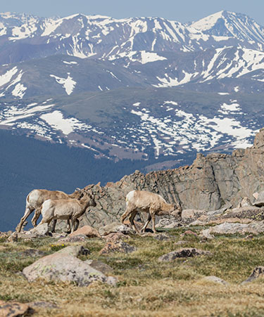 Bighorn-Mountains-01