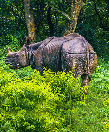 Chitwan-National-Park-02