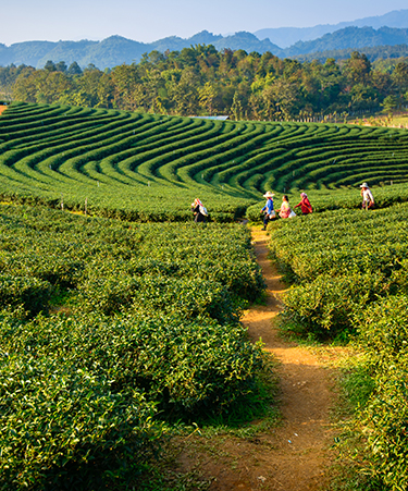 Darjeeling-02