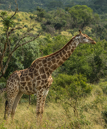 Hluhluwe-03