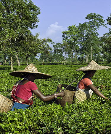 Jorhat-01