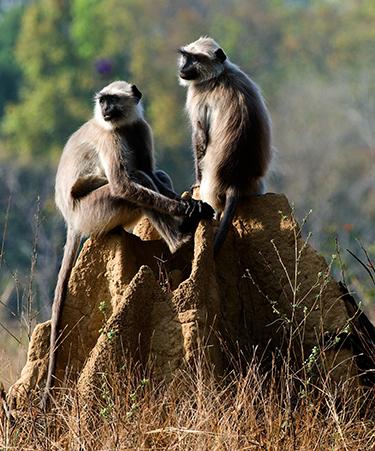 Kanha-National-Park-01