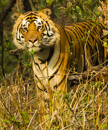 Kanha-National-Park-03