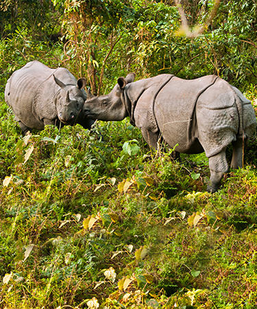 Kaziranga-National-Park-01