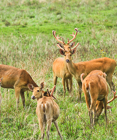 Kaziranga-National-Park-02