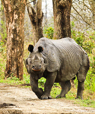 Kaziranga