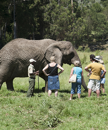 Knysna-Elephant-Park-01