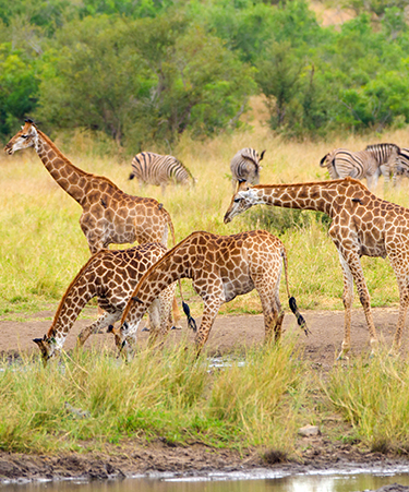 Kruger-03blue-tarin-iti.