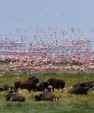 Lake-Manyara
