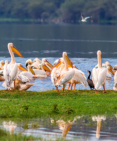 Lake-Nakuru-01