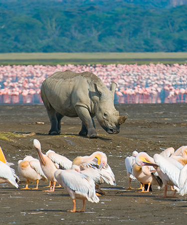 Lake-Nakuru