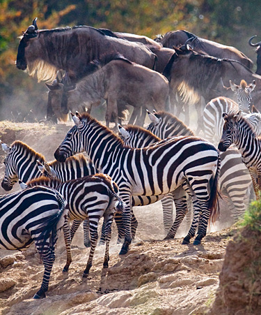 Maasai-Mara-01