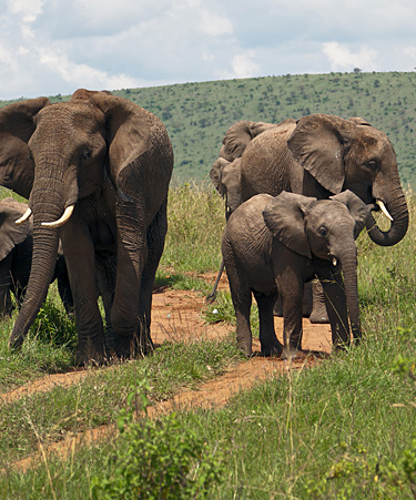 Maasai-Mara-02