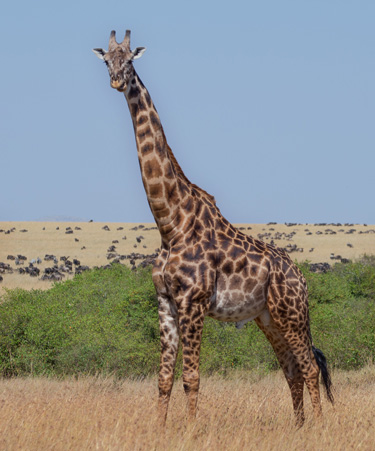 Maasai-Mara-03