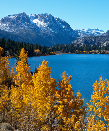Mammoth