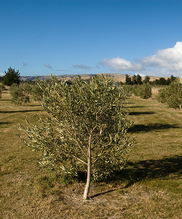 martinborough-01