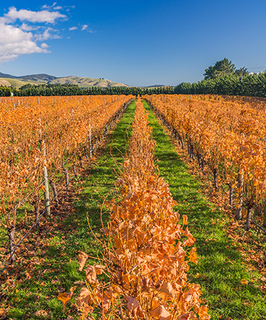 martinborough-02