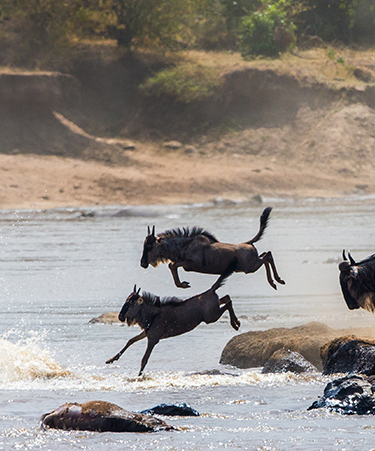 Masai-Mara