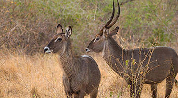 Meru-National-Park-01