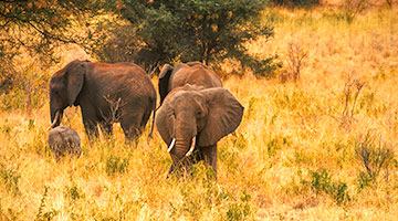 Meru-National-Park-02
