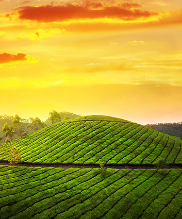Munnar-01