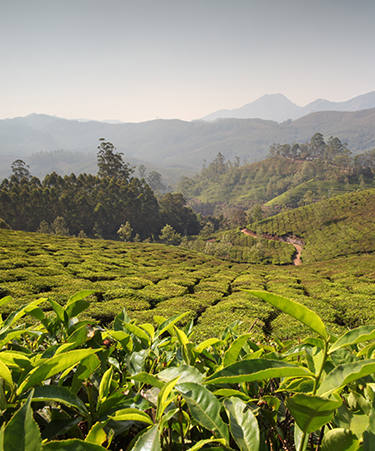 Munnar-02