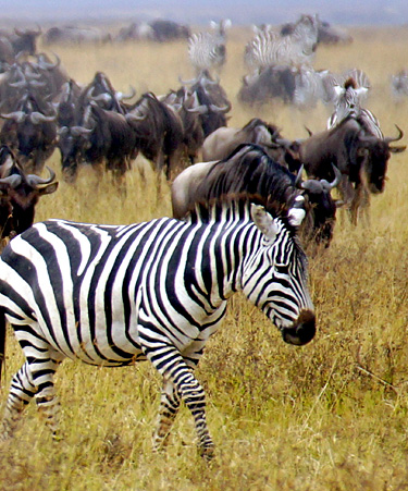 Nairobi-National-Park-01