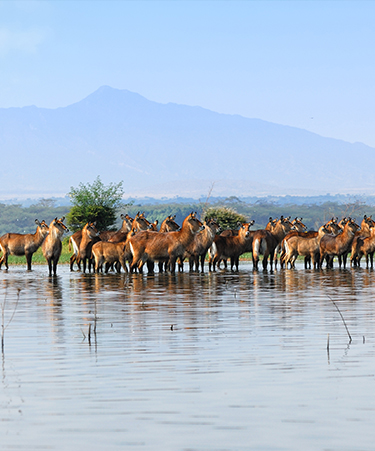 Naivasha-National-Park