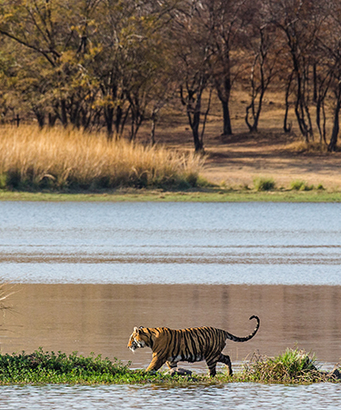 Ranthambore-01