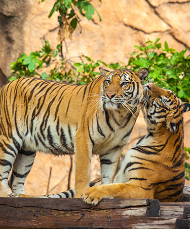 Ranthambore-02