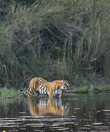 Ranthambore