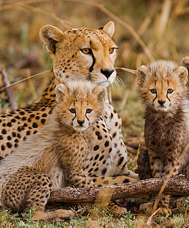 Serengeti