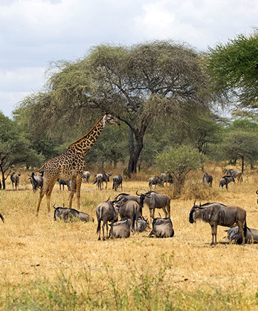 Tarangire-01